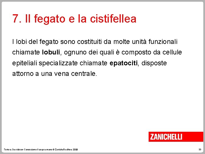 7. Il fegato e la cistifellea I lobi del fegato sono costituiti da molte