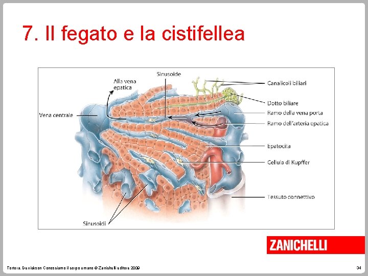 7. Il fegato e la cistifellea Tortora, Derrickson Conosciamo il corpo umano © Zanichelli