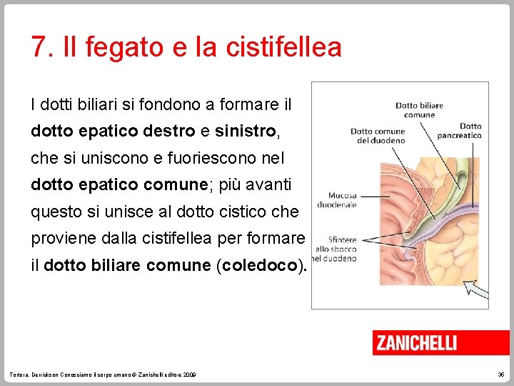 7. Il fegato e la cistifellea I dotti biliari si fondono a formare il