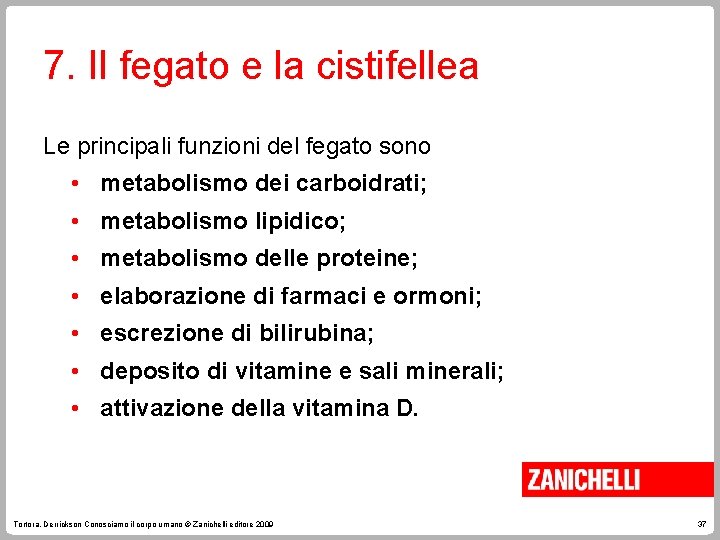 7. Il fegato e la cistifellea Le principali funzioni del fegato sono • metabolismo