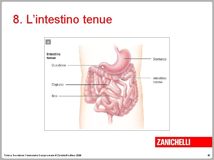 8. L’intestino tenue Tortora, Derrickson Conosciamo il corpo umano © Zanichelli editore 2009 40