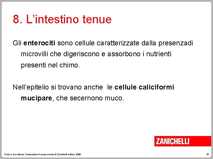 8. L’intestino tenue Gli enterociti sono cellule caratterizzate dalla presenzadi microvilli che digeriscono e