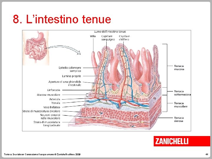 8. L’intestino tenue Tortora, Derrickson Conosciamo il corpo umano © Zanichelli editore 2009 44