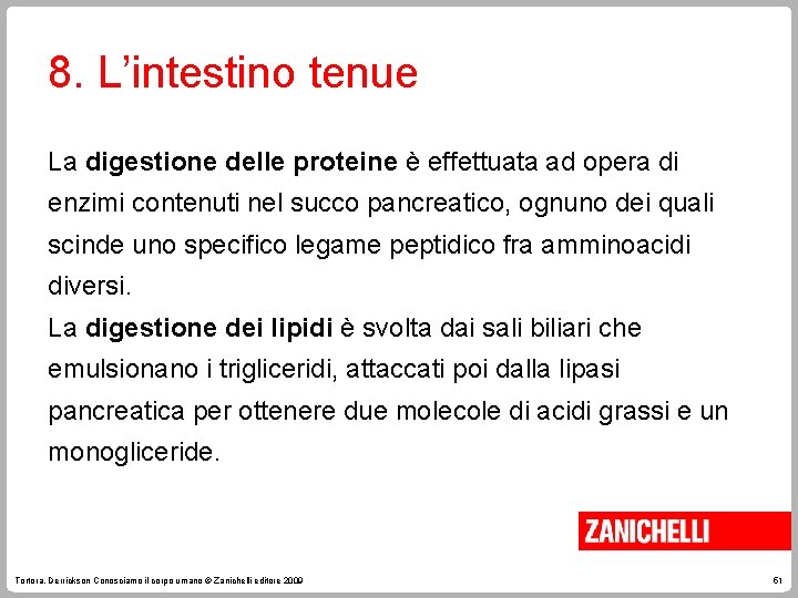 8. L’intestino tenue La digestione delle proteine è effettuata ad opera di enzimi contenuti
