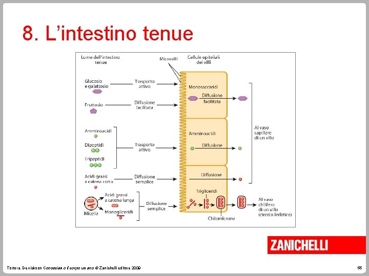 8. L’intestino tenue Tortora, Derrickson Conosciamo il corpo umano © Zanichelli editore 2009 55