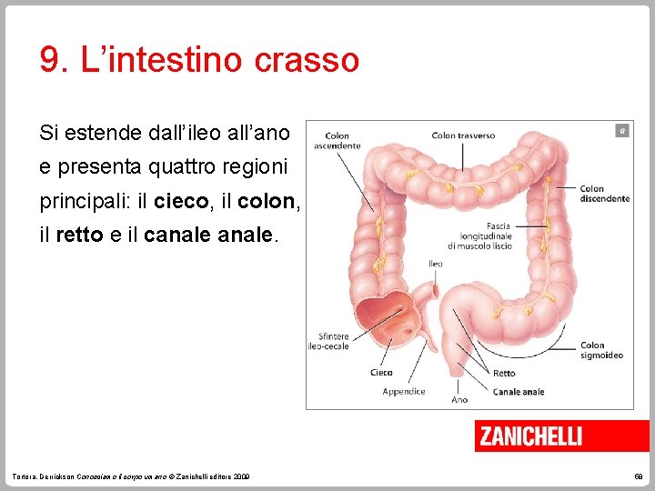 9. L’intestino crasso Si estende dall’ileo all’ano e presenta quattro regioni principali: il cieco,