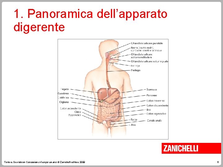 1. Panoramica dell’apparato digerente Tortora, Derrickson Conosciamo il corpo umano © Zanichelli editore 2009