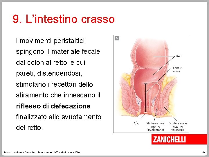 9. L’intestino crasso I movimenti peristaltici spingono il materiale fecale dal colon al retto