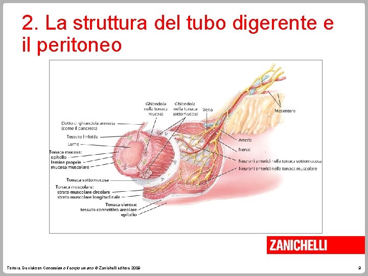 2. La struttura del tubo digerente e il peritoneo Tortora, Derrickson Conosciamo il corpo