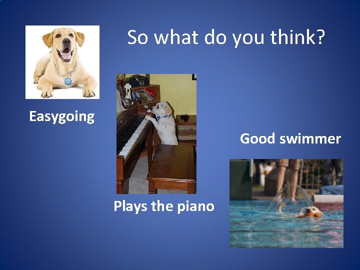So what do you think? Easygoing Good swimmer Plays the piano So what do you think? Easygoing Good swimmer Plays the piano