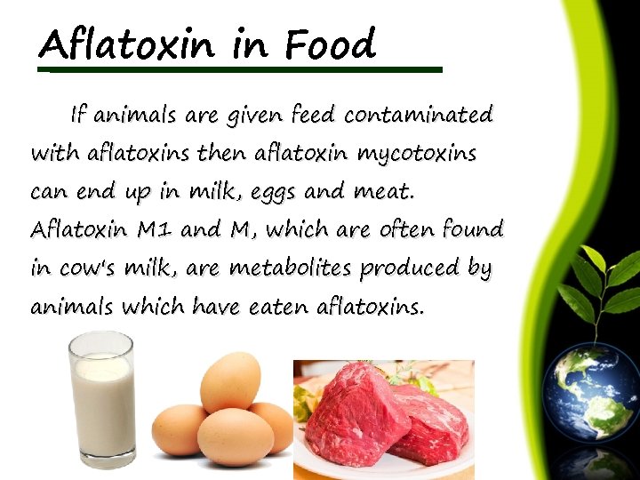 Aflatoxin in Food If animals are given feed contaminated with aflatoxins then aflatoxin mycotoxins