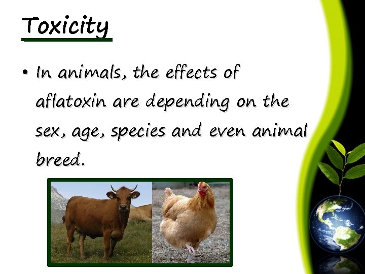 Toxicity • In animals, the effects of aflatoxin are depending on the sex, age,