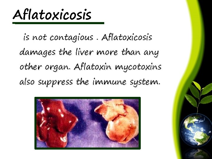 Aflatoxicosis is not contagious. Aflatoxicosis damages the liver more than any other organ. Aflatoxin