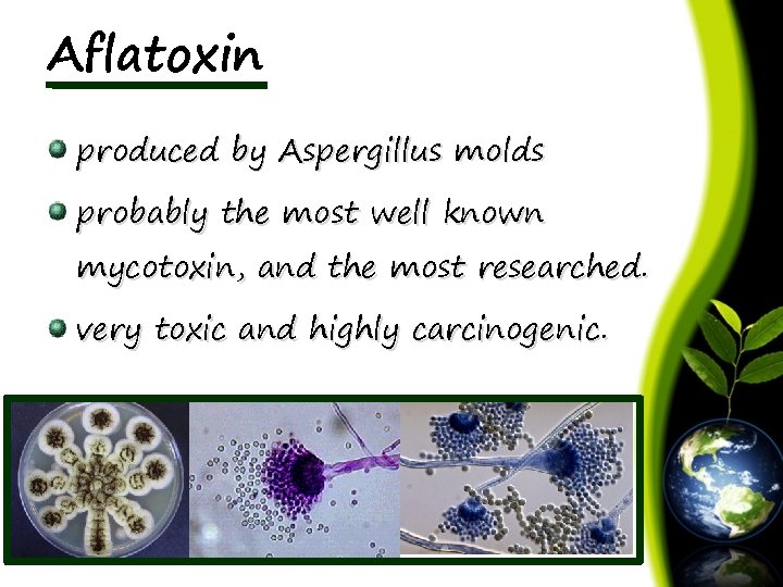 Aflatoxin produced by Aspergillus molds probably the most well known mycotoxin, and the most