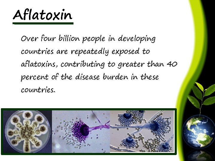 Aflatoxin Over four billion people in developing countries are repeatedly exposed to aflatoxins, contributing