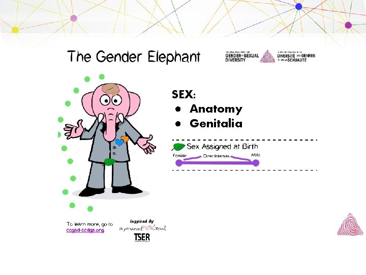 SEX: ● Anatomy ● Genitalia 