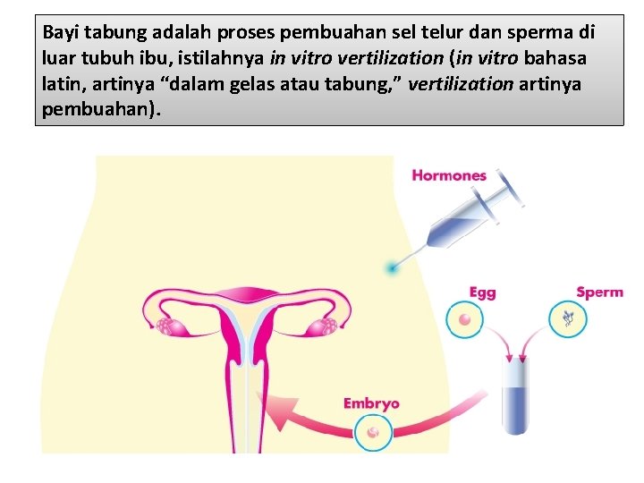 Bayi tabung adalah proses pembuahan sel telur dan sperma di luar tubuh ibu, istilahnya