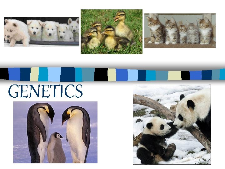 GENETICS 