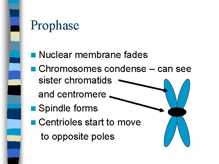 Prophase n Nuclear membrane fades n Chromosomes condense – can see sister chromatids and