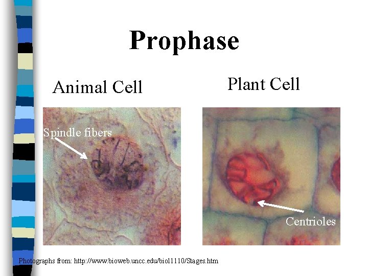 Prophase Animal Cell Plant Cell Spindle fibers Centrioles Photographs from: http: //www. bioweb. uncc.