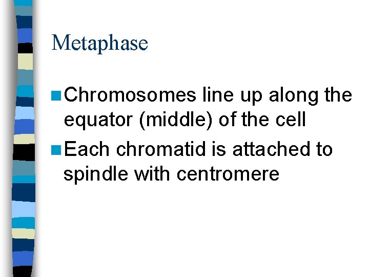 Metaphase n Chromosomes line up along the equator (middle) of the cell n Each