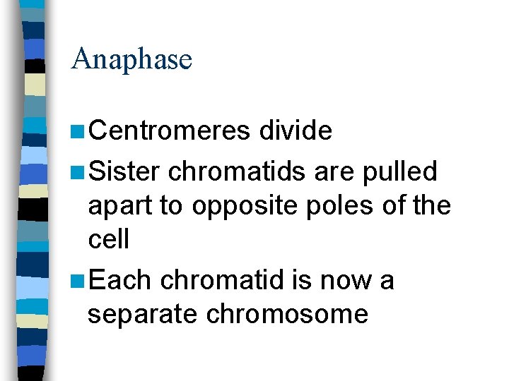 Anaphase n Centromeres divide n Sister chromatids are pulled apart to opposite poles of