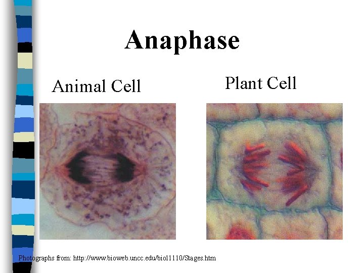 Anaphase Animal Cell Photographs from: http: //www. bioweb. uncc. edu/biol 1110/Stages. htm Plant Cell