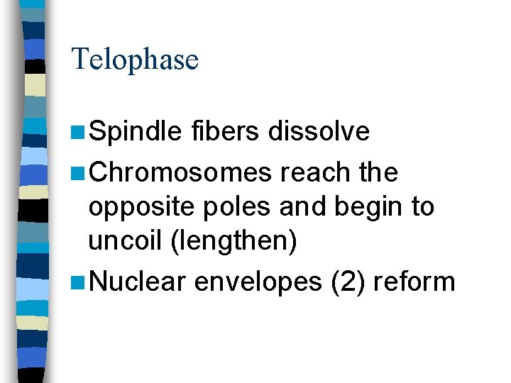 Telophase n Spindle fibers dissolve n Chromosomes reach the opposite poles and begin to
