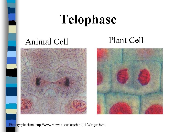 Telophase Animal Cell Photographs from: http: //www. bioweb. uncc. edu/biol 1110/Stages. htm Plant Cell