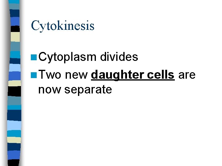 Cytokinesis n Cytoplasm divides n Two new daughter now separate cells are 