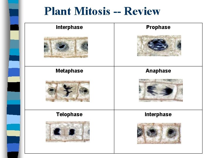 Plant Mitosis -- Review Interphase Prophase Metaphase Anaphase Telophase Interphase 