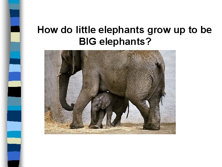 How do little elephants grow up to be BIG elephants? 