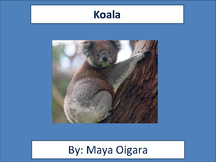 Koala By: Maya Oigara 