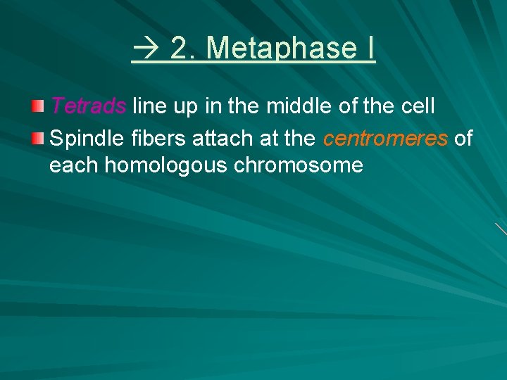  2. Metaphase I Tetrads line up in the middle of the cell Spindle