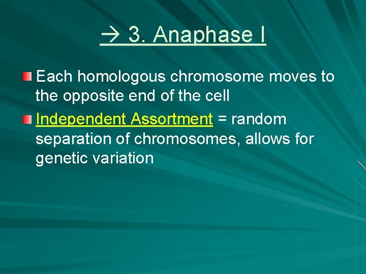  3. Anaphase I Each homologous chromosome moves to the opposite end of the