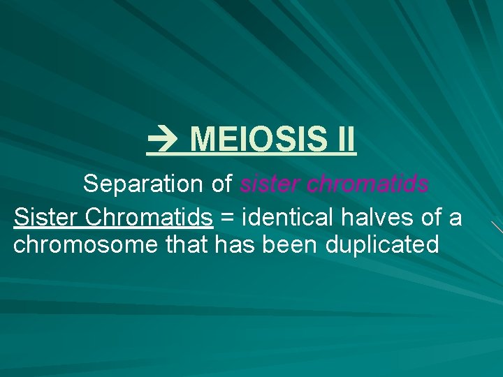 MEIOSIS II Separation of sister chromatids Sister Chromatids = identical halves of a