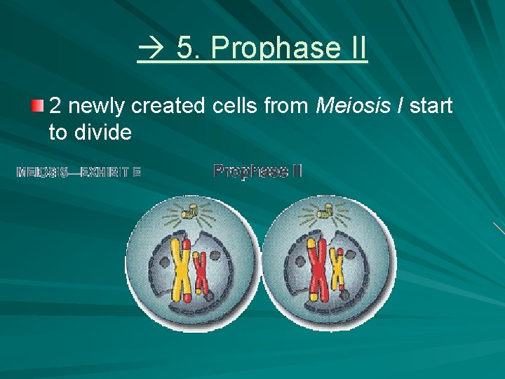  5. Prophase II 2 newly created cells from Meiosis I start to divide