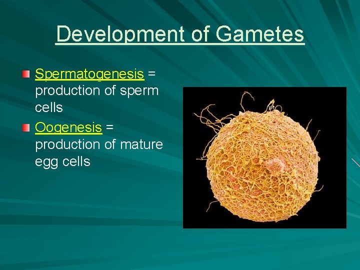 Development of Gametes Spermatogenesis = production of sperm cells Oogenesis = production of mature