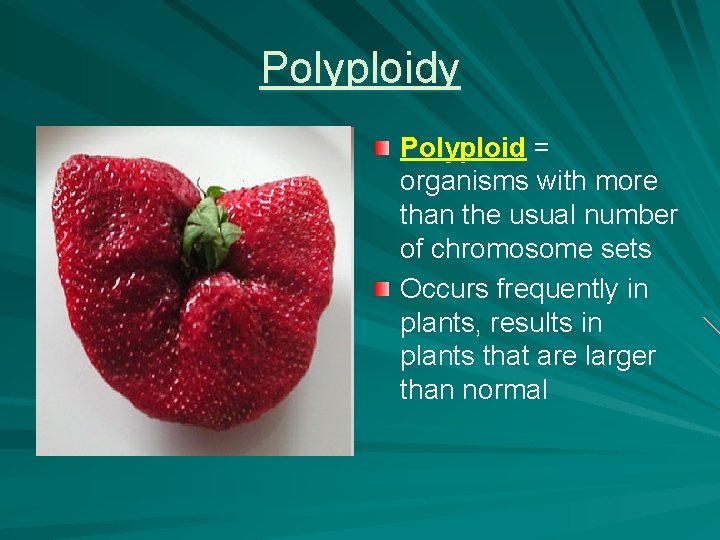 Polyploidy Polyploid = organisms with more than the usual number of chromosome sets Occurs