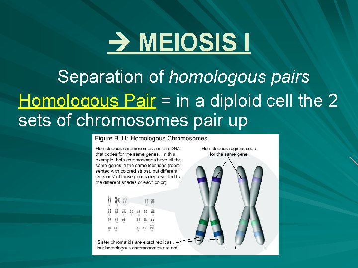  MEIOSIS I Separation of homologous pairs Homologous Pair = in a diploid cell