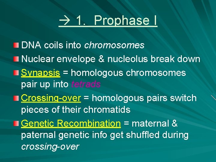  1. Prophase I DNA coils into chromosomes Nuclear envelope & nucleolus break down