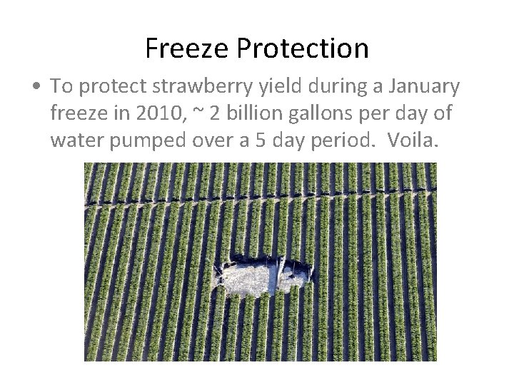 Freeze Protection • To protect strawberry yield during a January freeze in 2010, ~