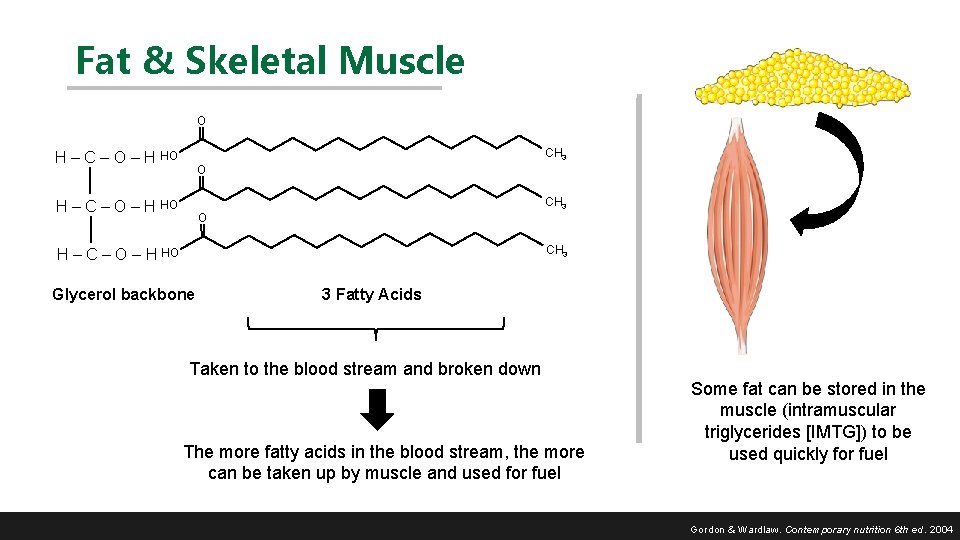 Fat & Skeletal Muscle O CH 3 H – C – O – H