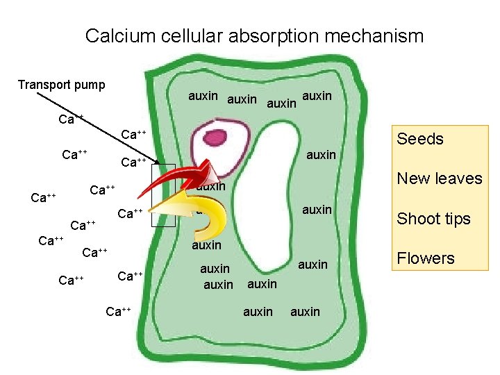 Calcium cellular absorption mechanism Transport pump auxin Ca++ Ca++ auxin Ca++ New leaves auxin