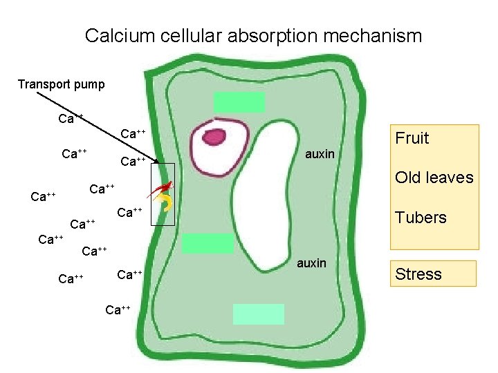 Calcium cellular absorption mechanism Transport pump auxin Ca++ auxin Ca++ Old leaves Ca++ Ca++