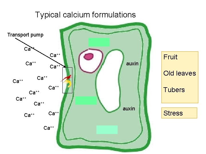 Typical calcium formulations Transport pump auxin Ca++ auxin Ca++ Old leaves Ca++ Ca++ Tubers