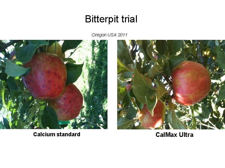 Bitterpit trial Oregon USA 2011 Calcium standard Cal. Max Ultra 