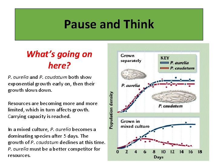 Pause and Think What’s going on here? P. aurelia and P. caudatum both show