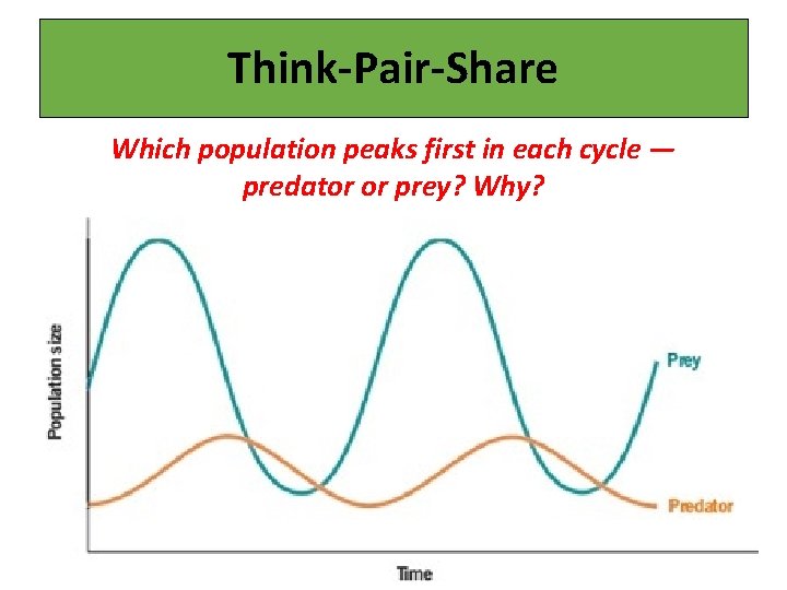 Think-Pair-Share Which population peaks first in each cycle — predator or prey? Why? 