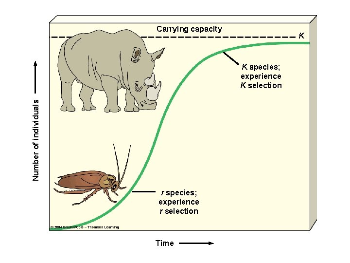 Carrying capacity K Number of individuals K species; experience K selection r species; experience